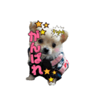 チワワのふわちゃん2（個別スタンプ：24）