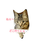 ちっこいテトさん。2（個別スタンプ：3）