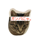 ちっこいテトさん。2（個別スタンプ：5）