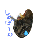 ちっこいテトさん。2（個別スタンプ：16）