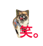 いぬのわさび 感情編！（個別スタンプ：3）
