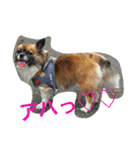 いぬのわさび 感情編！（個別スタンプ：4）