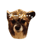 いぬのわさび 感情編！（個別スタンプ：8）