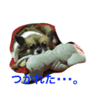 いぬのわさび 感情編！（個別スタンプ：11）