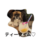 いぬのわさび 感情編！（個別スタンプ：12）