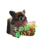 いぬのわさび 感情編！（個別スタンプ：13）