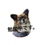 いぬのわさび 感情編！（個別スタンプ：18）