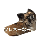 いぬのわさび 感情編！（個別スタンプ：20）