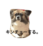 いぬのわさび 感情編！（個別スタンプ：22）