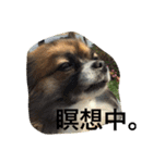 いぬのわさび 感情編！（個別スタンプ：23）