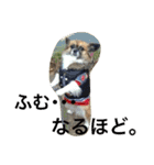 いぬのわさび 感情編！（個別スタンプ：24）