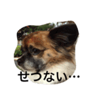 いぬのわさび 感情編！（個別スタンプ：25）