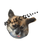 いぬのわさび 感情編！（個別スタンプ：26）
