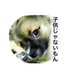 いぬのわさび 感情編！（個別スタンプ：27）