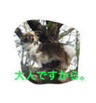いぬのわさび 感情編！（個別スタンプ：28）