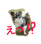 いぬのわさび 感情編！（個別スタンプ：30）