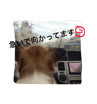 いぬのわさび 感情編！（個別スタンプ：32）
