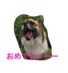 いぬのわさび 感情編！（個別スタンプ：33）