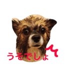 いぬのわさび 感情編！（個別スタンプ：34）