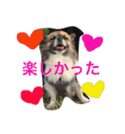 いぬのわさび 感情編！（個別スタンプ：38）