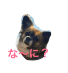 いぬのわさび 感情編！（個別スタンプ：39）