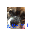 いぬのわさび 感情編！（個別スタンプ：40）