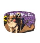 いぬのわさびのスタンプ（個別スタンプ：8）