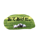 いぬのわさびのスタンプ（個別スタンプ：9）