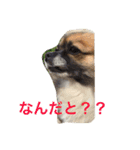 いぬのわさびのスタンプ（個別スタンプ：11）
