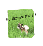 いぬのわさびのスタンプ（個別スタンプ：12）