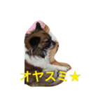 いぬのわさびのスタンプ（個別スタンプ：14）