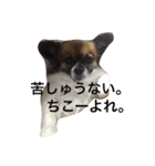 いぬのわさびのスタンプ（個別スタンプ：15）