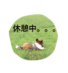 いぬのわさびのスタンプ（個別スタンプ：16）