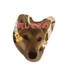 柴犬の丸ちゃん2（個別スタンプ：1）