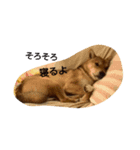 柴犬の丸ちゃん2（個別スタンプ：2）
