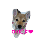 柴犬の丸ちゃん2（個別スタンプ：3）