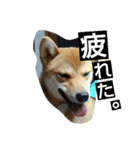 柴犬の丸ちゃん2（個別スタンプ：4）