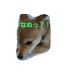 柴犬の丸ちゃん2（個別スタンプ：5）