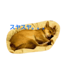 柴犬の丸ちゃん2（個別スタンプ：7）