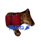 柴犬の丸ちゃん2（個別スタンプ：8）
