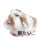 うさぎのふくさん。（個別スタンプ：2）