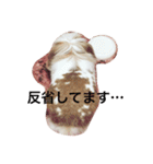 うさぎのふくさん。（個別スタンプ：3）