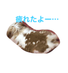 うさぎのふくさん。（個別スタンプ：4）