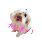 うさぎのふくさん。（個別スタンプ：8）