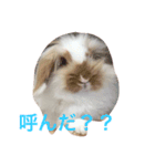 うさぎのふくさん。（個別スタンプ：9）
