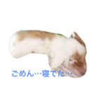 うさぎのふくさん。（個別スタンプ：11）