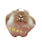 うさぎのふくさん。（個別スタンプ：12）