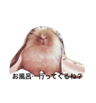 うさぎのふくさん。（個別スタンプ：16）