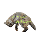 プーちゃんだよ（個別スタンプ：3）