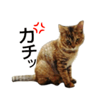 プーちゃんだよ（個別スタンプ：16）